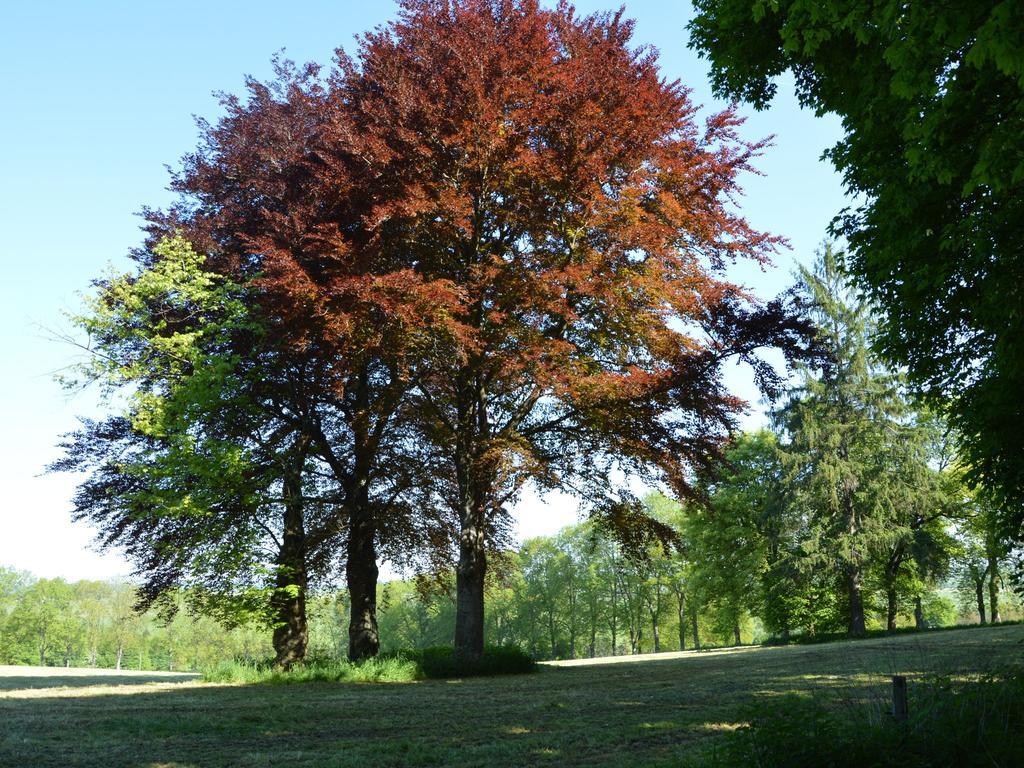 Attached Gite On The Edge Of The Forest Trois-Ponts Extérieur photo